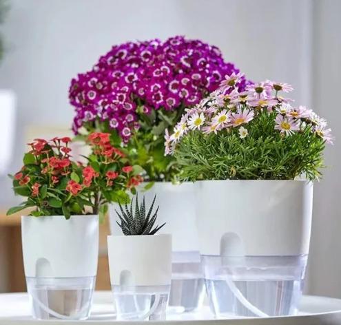 Self-watering table top (Model V3) with transparent base