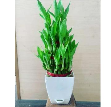 Self watering Quadrant pot chatura flower pot of 3 inches rupees 69