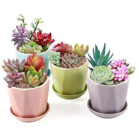 Self-watering (Model V8) pot