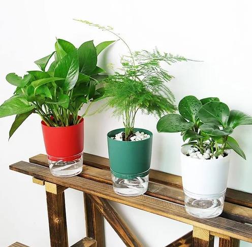 Self waterin pLanter Transparent base