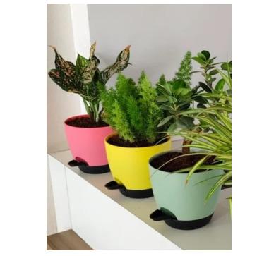 Big self watering flower