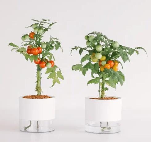 Hydroponic selfwatering flowerpot 6 inches