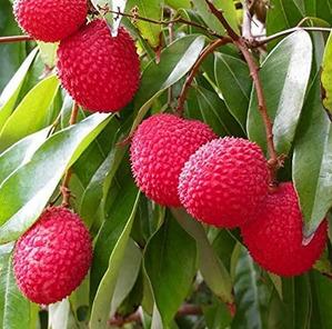Baitaying Lychee