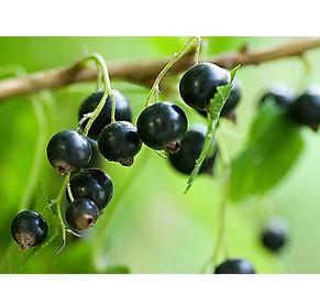 Black Currant