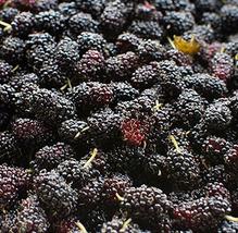 Black Mulberry