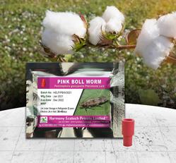 Pectinophora Gossypiella - Pink Bollworm