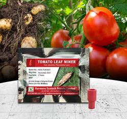 Tuta Absoluta - Tomato Leaf Miner