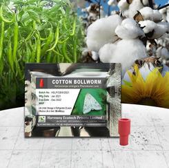 Helicoverpa Armigera - Cotton Boll Worm