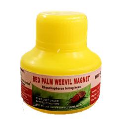 Rhynchophorus ferrugineus- RPW (Magnet)