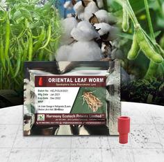 Spodoptera litura - Oriental Leaf Worm