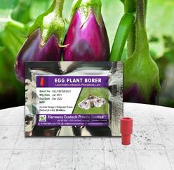 Leucinodes Orbonalis - Fruit and Shoot Borer