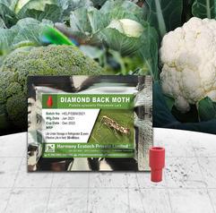 Plutella Xylostella - Diamond Back Moth