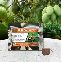 Bactrocera Dorsalis - Oriental Fruit Fly