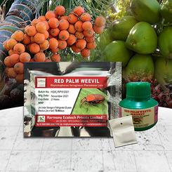 Rhynchophorus Ferrugineus - Red Palm Weevil