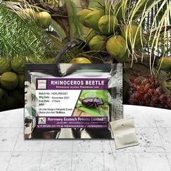 Rhinoceros oryctes - Rhino Beetle