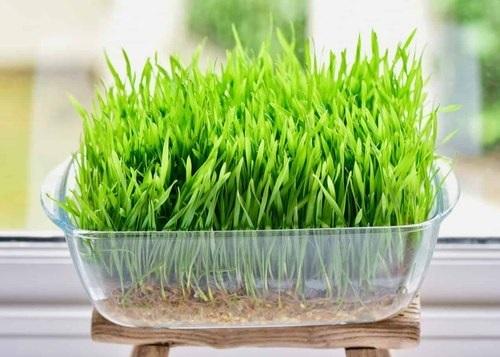 Wheat grass