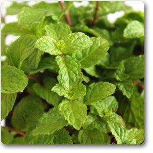 Mint