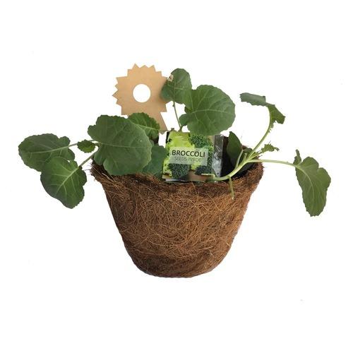 GIY GROWN BROCOLLI