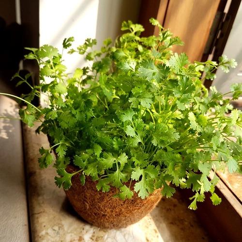 GIY GROWN PLANT CORRIANDER