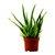 Aloe Vera Plant