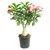 Adenium Plant