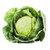 Cabbage logo