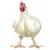 Live Chicken