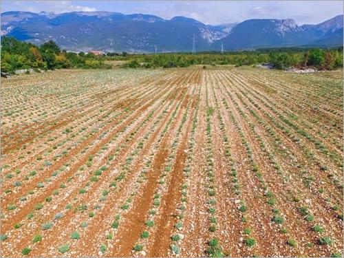 Helichrysum Italicum Farming 