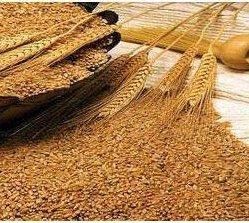 Pure Wheat Grains 