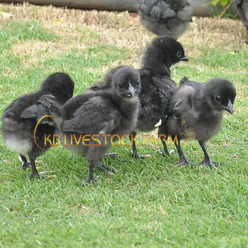 kadaknath Chicks