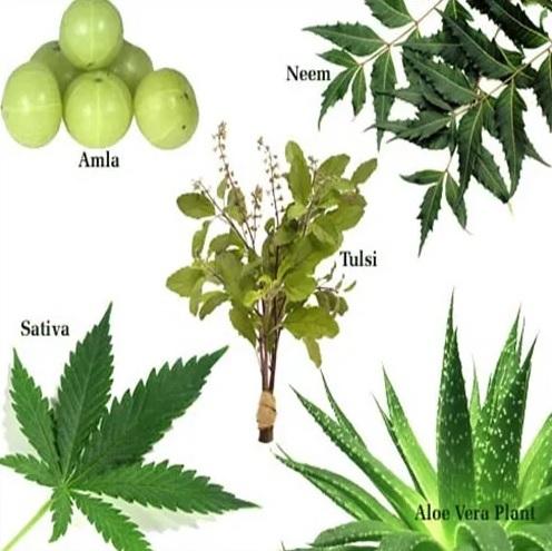 Medicinal Herbal Plant