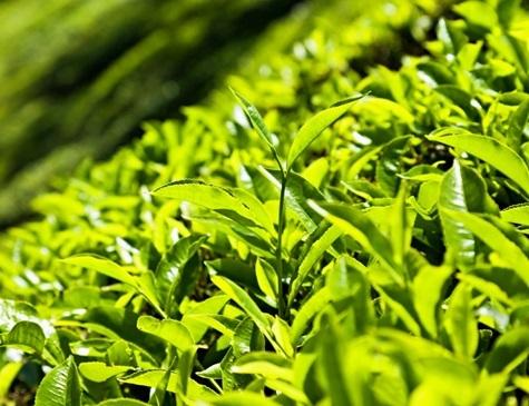 Tea - Green Tea, Organic Tea, Assam Tea, Darjeeling Tea