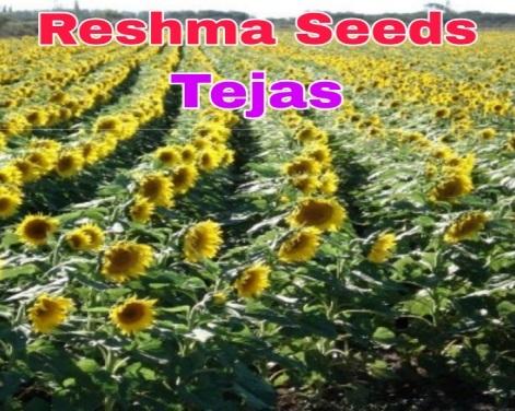 Tejas Sunflower Seeds