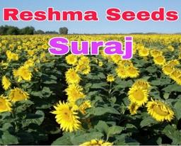 Suraj Sunflower Seeds