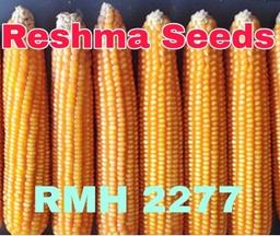 RMH 2277 Rabi Season Maize Seeds