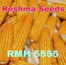 RMH 5555 Orange Yellow Flint Maize Seeds