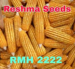 RMH 2222 Golden Yellow Maize Seeds