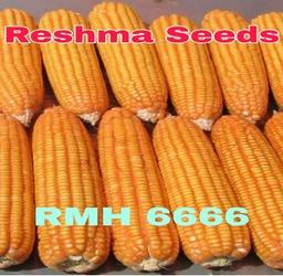 RMH 6666 Yellow Maize Seeds