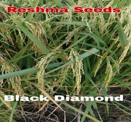 Black Diamond Paddy Seeds