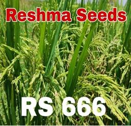 RS 666 Hybrid Paddy Seeds