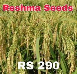 RS 290 Long Bold Paddy Seeds