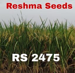 RS 2475 High Grain Paddy Seeds