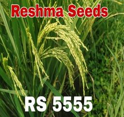 RS 5555 Green Paddy Seeds
