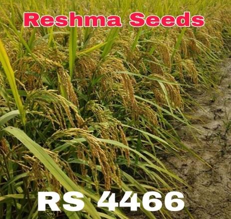 RS 4466 Medium Bold Paddy Seeds