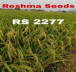 RS 2277 High Protein Paddy Seeds