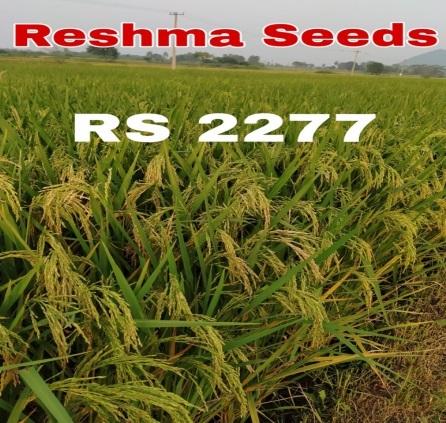 RS 2277 High Protein Paddy Seeds