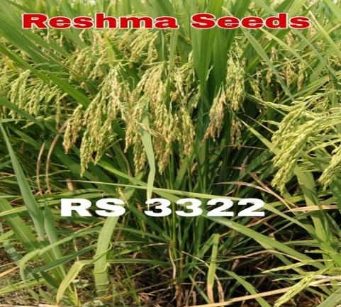 RS 3322 Paddy Seeds