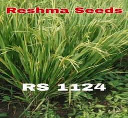 RS 1124 Rich Medium Slender Paddy Seeds