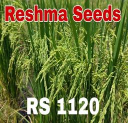 RS 1120 Fine Slender Paddy Seeds