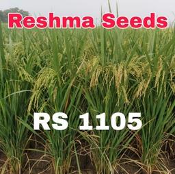 RS 1105 Paddy Seeds